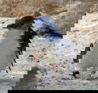 Granite Island Nature Park - Guided Penguin Tours - Accommodation Port Hedland