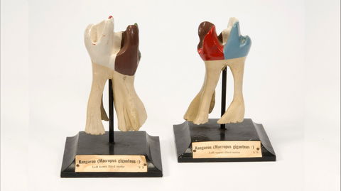 Henry Forman Atkinson Dental Museum - Accommodation Port Hedland 0