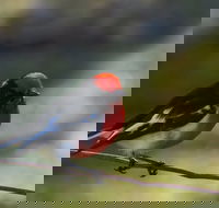 Weddin Bird Trails - Accommodation Port Hedland