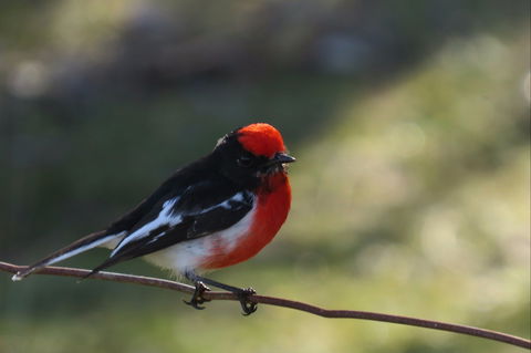Weddin Bird Trails - Accommodation Port Hedland 0
