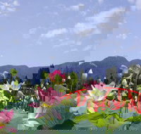 Blue Lotus Water Garden - Accommodation Port Hedland