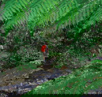 Goldsborough Valley Wooroonooran National Park - Accommodation Port Hedland