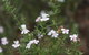 Karlkurla Bushland Park - thumb 2