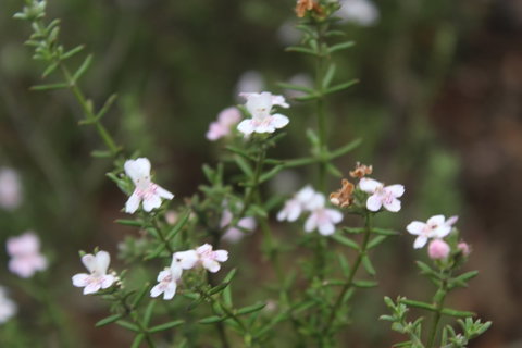 Karlkurla Bushland Park - Accommodation Port Hedland 2