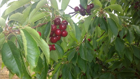 Martin's Orchard - Accommodation Port Hedland 0