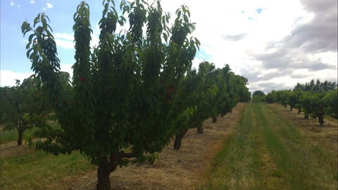 Martin's Orchard - Accommodation Port Hedland 1
