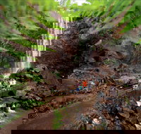 Queen Mary Falls circuit Main Range National Park - Accommodation Port Hedland