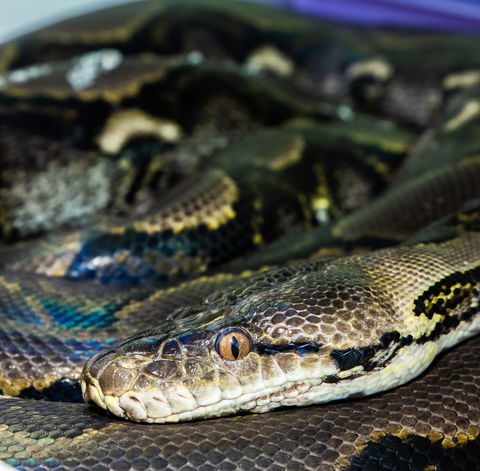 Serpentarium Wildlife Park Tasmania - Accommodation Port Hedland 1