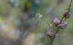 Wallumatta Loop Trail - thumb 0