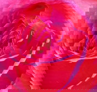 Abandon Stress Mobile Massage - Accommodation Port Hedland