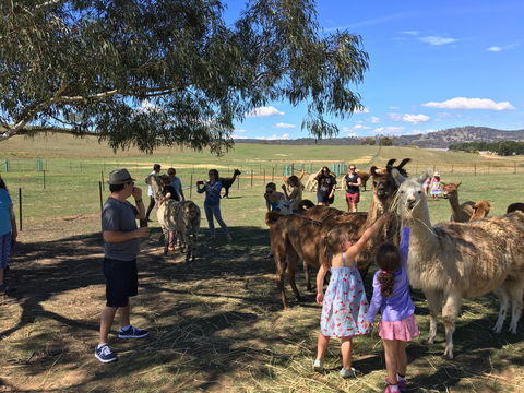 Alpaca Magic Stud - Accommodation Port Hedland 0