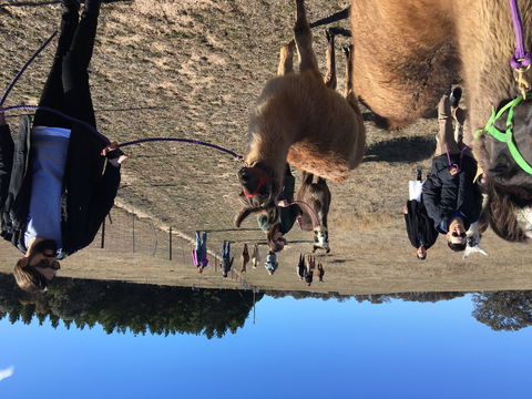 Alpaca Magic Stud - Accommodation Port Hedland 1