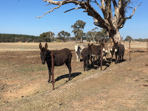 Alpaca Magic Stud - Accommodation Port Hedland 2