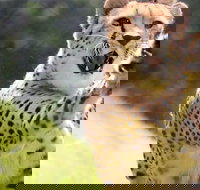 Billabong Zoo Koala and Wildlife Park - Accommodation Port Hedland