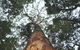 Bird Tree And Benaroon - thumb 0