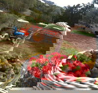 Blue Hills Berries and Cherries - Accommodation Port Hedland