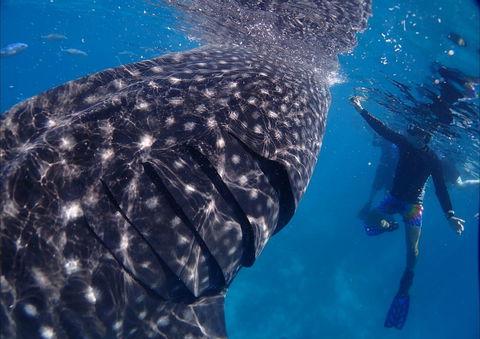 Coastal Water Dive - Accommodation Port Hedland 0