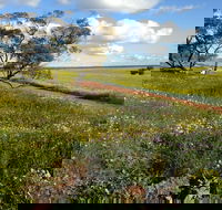 Coorow Wildflower Drive - Accommodation Port Hedland