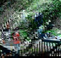 Curtis Falls track Tamborine National Park - Accommodation Port Hedland