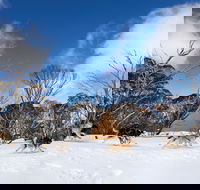 Dinner Plain - Accommodation Port Hedland