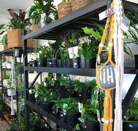 Fancy Plants - Accommodation Port Hedland