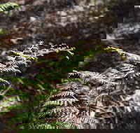 Langwarrin Flora and Fauna Reserve Walking Trails - Accommodation Port Hedland