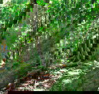 Mary Cairncross Scenic Reserve - Accommodation Port Hedland