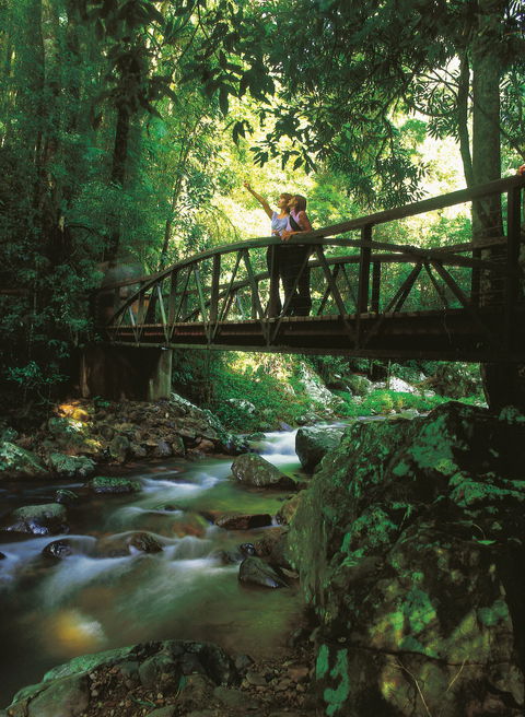 Natural Bridge Circuit, Springbrook National Park - Accommodation Port Hedland 1