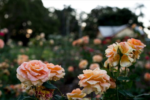 Newtown Park State Rose Garden - Accommodation Port Hedland 0