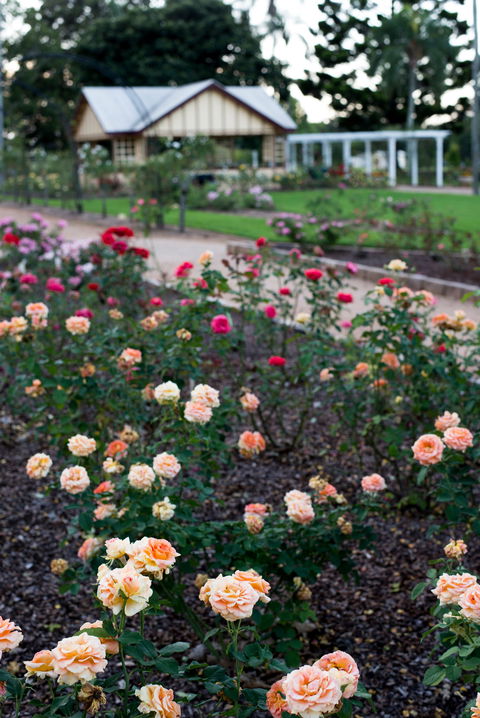 Newtown Park State Rose Garden - Accommodation Port Hedland 2