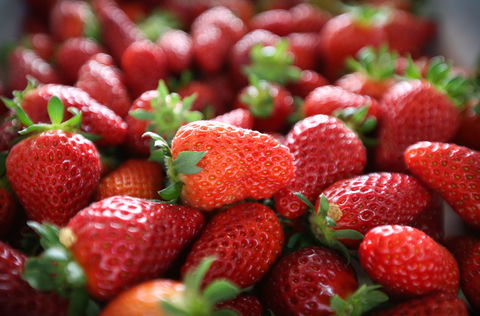 Ricardoes Tomatoes And Strawberries Farm, Port Macquarie - Accommodation Port Hedland 1