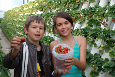 Ricardoes Tomatoes And Strawberries Farm, Port Macquarie - Accommodation Port Hedland 2