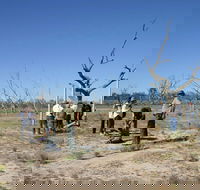 Sturt's tree walk - Accommodation Port Hedland