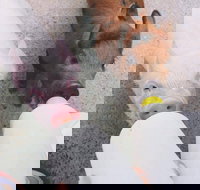 Swan Valley Cuddly Animal Farm - Accommodation Port Hedland