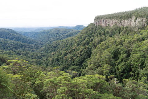Twin Falls Circuit, Springbrook National Park - Accommodation Port Hedland 1