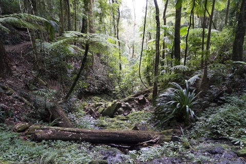Twin Falls Circuit, Springbrook National Park - Accommodation Port Hedland 2