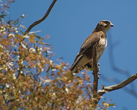 Woodlands Historic Park - Accommodation Port Hedland 1