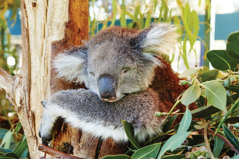 Animals And Family Fun - Accommodation Port Hedland 0