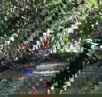Barra Feeding - Accommodation Port Hedland
