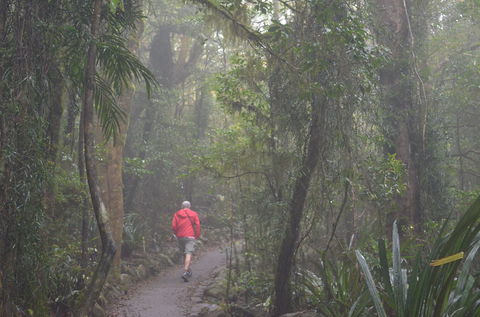 Best Of All Lookout Track, Springbrook National Park - Accommodation Port Hedland 1