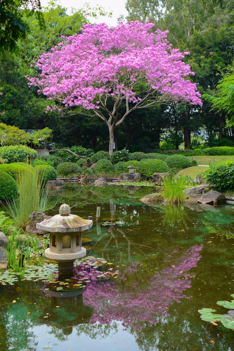 Brisbane Botanic Gardens Mount Coot-tha - Accommodation Port Hedland 2