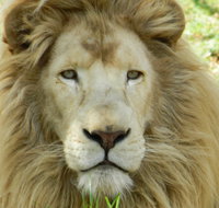 Darling Downs Zoo - Accommodation Port Hedland