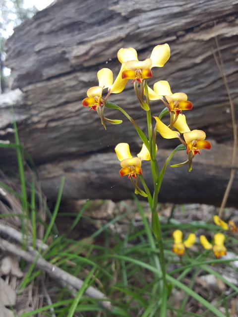 Dawn Atwell Nature Reserve - Accommodation Port Hedland 0
