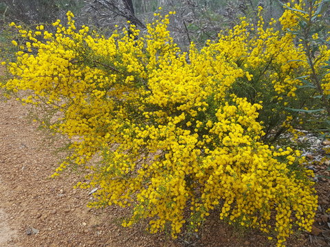 Dawn Atwell Nature Reserve - Accommodation Port Hedland 2