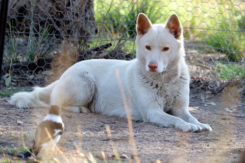 Durong Dingo Sanctuary - Accommodation Port Hedland 0
