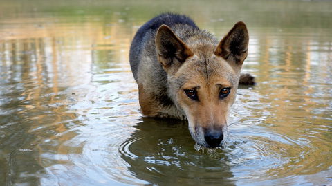 Durong Dingo Sanctuary - Accommodation Port Hedland 1