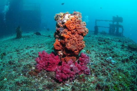 HMAS Brisbane Dive Site - Accommodation Port Hedland 0