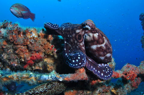 HMAS Brisbane Dive Site - Accommodation Port Hedland 2