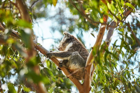 Koala Conservation Reserve - Accommodation Port Hedland 1