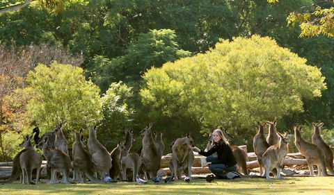 Lone Pine Koala Sanctuary - Accommodation Port Hedland 0